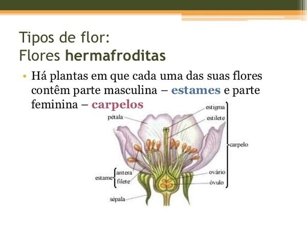 texto sobre plantas hermafroditas